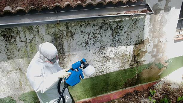 Top rated local Mold Remediation specialists in Richmond, TX